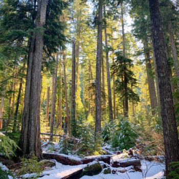 Proxy Falls