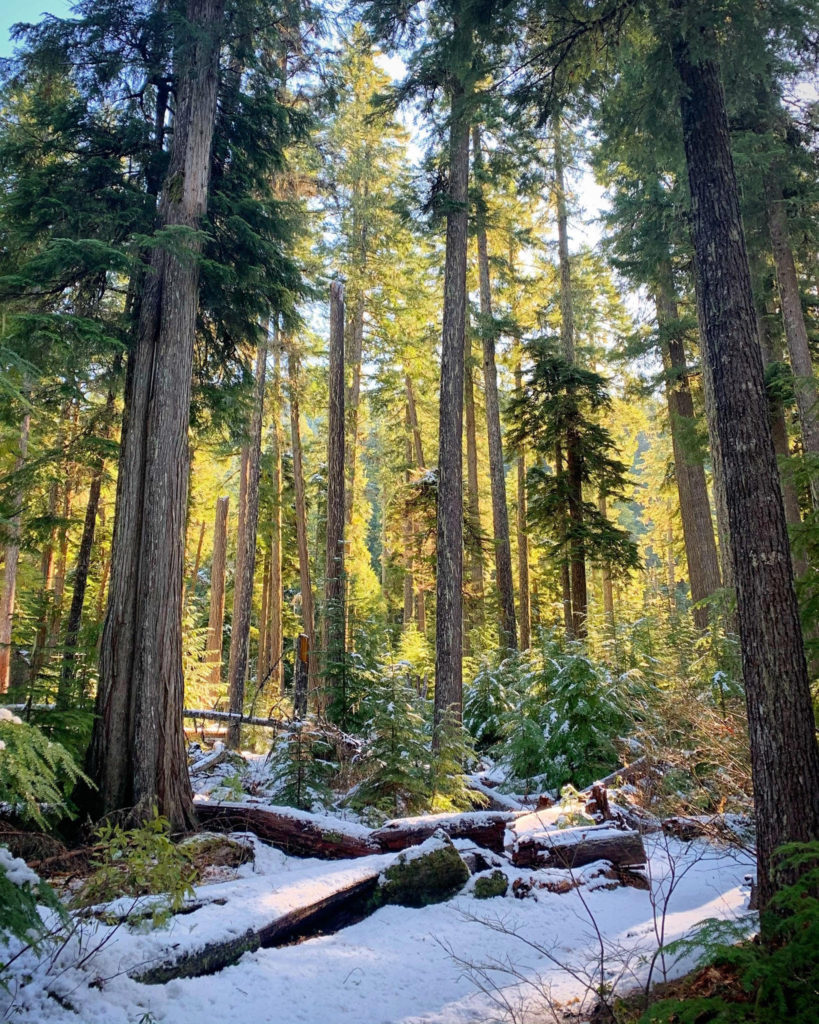 Proxy Falls